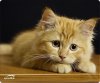Коврик для мыши Speedlink Silk Mousepad Baby Cat (SL-6242-CAT) (PC)