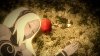 Игра Gravity Rush Обновленная версия Русская Версия (PS4) Playstation 4