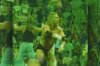  WWE SmackDown vs Raw 2011 (PSP) 