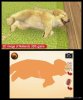 Купить игру Nintendogs + Cats: Карликовый пудель и новые друзья. Русская Версия (Nintendo 3DS) на 3DS