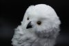    The Noble Collection:  (Hedwig)   (Harry Potter) ()