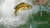 Rapala Pro Bass Fishing + Аксессуар удочка (Xbox 360)