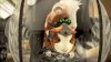 Миссия Дарвина (G-Force) Русская Версия (Xbox 360)