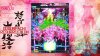 DoDonPachi Resurrection Deluxe Edition (Xbox 360)