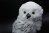    The Noble Collection:  (Hedwig)   (Harry Potter) ()