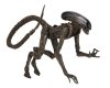  NECA:    (Ultimate Dog Alien)  3 (Alien 3) 18 