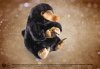  Мягкая игрушка The Noble Collection: Нюхлер (Niffler) Фантастические Твари и Где Они Обитают (Fantastic Beasts and Where to Find Them) 23 см