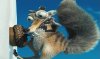Ледниковый период 2 (Ice Age 2): Глобальное потепление (The Meltdown) (PS2) USED Б/У