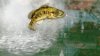 Rapala Fishing для Kinect (Xbox 360)