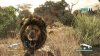 Купить игру Cabela's Dangerous Hunts 2011(Wii/WiiU) на Nintendo Wii диск
