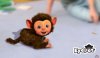Купить игру EyePet (PS3) для Sony Playstation 3