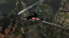 Купить игру Warhawk Русская Версия (PS3) для Sony Playstation 3