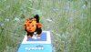  EyePet Приключения (Требуется камера GoCam) Русская Версия (PSP) USED Б/У 