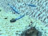 Водный мир. Корпорация зоопарк Русская Версия Jewel (PC) 