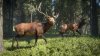 Игра The Hunter: Call of the Wild 2019 Edition Русская Версия (PS4) Playstation 4