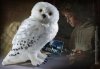    The Noble Collection:  (Hedwig)   (Harry Potter) ()