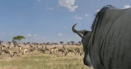   Afrika (PS3) USED /  Sony Playstation 3