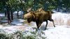 Купить игру Cabela's North American Adventures (PS3) для Sony Playstation 3
