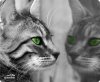 Коврик для мыши Speedlink Silk Mousepad Cat (SL-6242-P09) (PC)