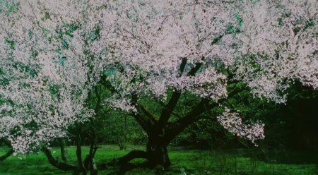 Игра The Centennial Case: A Shijima Story (PS4) Playstation 4