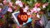  EyePet Приключения (Требуется камера GoCam) Русская Версия (PSP) USED Б/У 