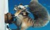     2 (Ice Age 2):   (The Meltdown) (Wii/WiiU)  Nintendo Wii 