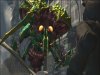 Space Invaders Invasion Day (PS2) USED Б/У