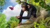 Zoo Tycoon (с поддержкой Kinect) Русская Версия (Xbox One) 